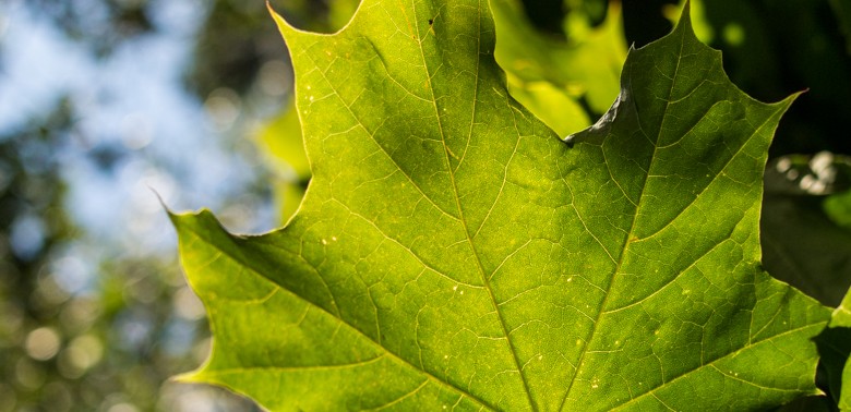 Leaf - Holistic Johanna Rackham's website picture